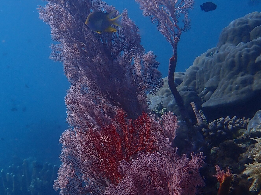 Abyss Dive Center Bali-艾湄湾必去景点