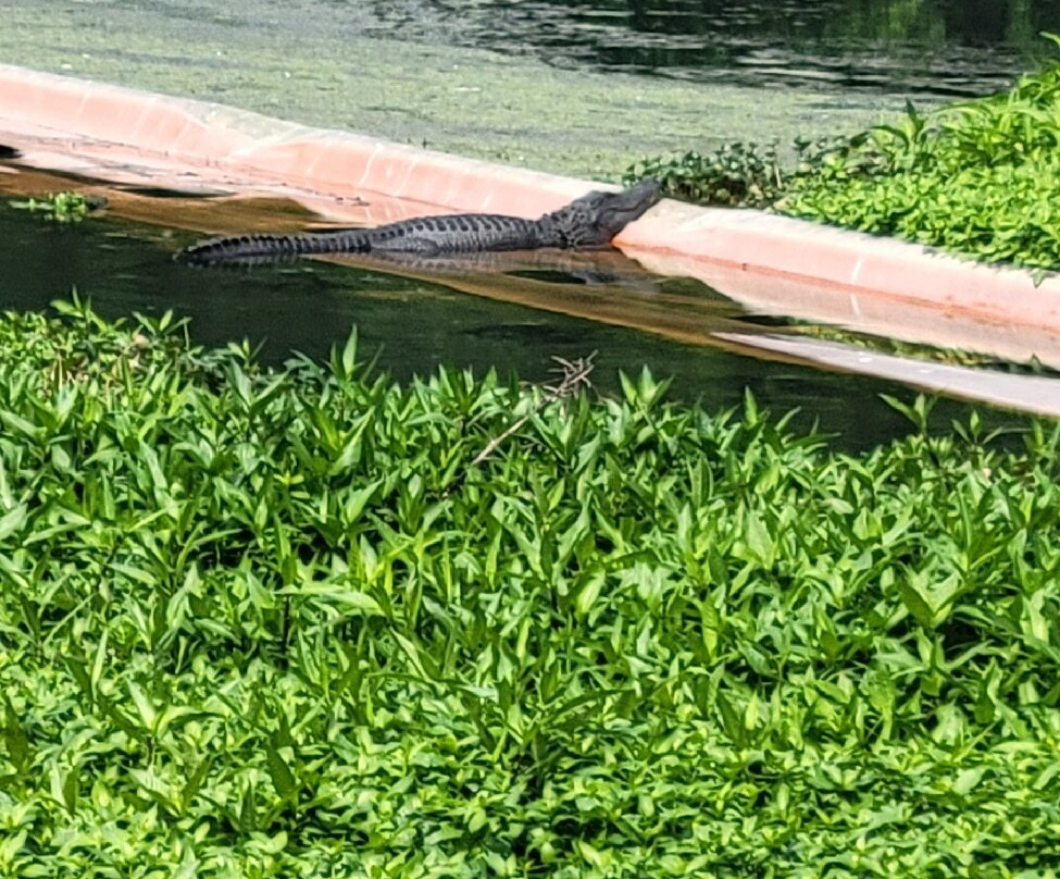 Phinizy Swamp Nature Park-奥古斯塔必去景点