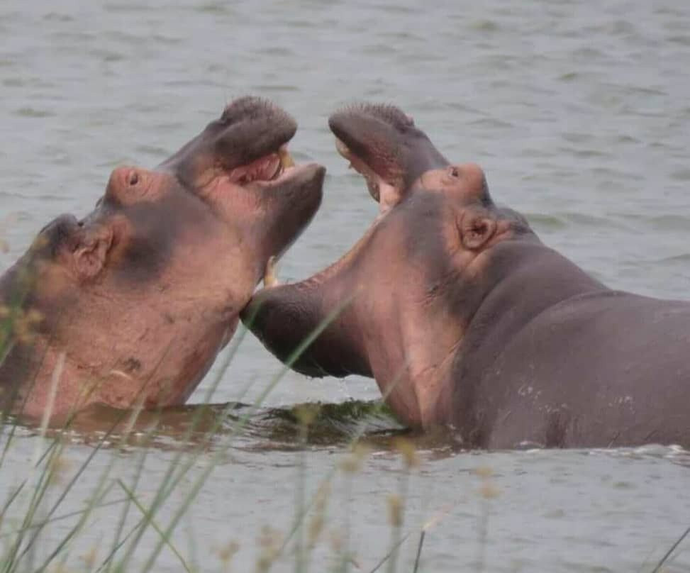 Uzuri Uganda Safaris-坎帕拉必去景点