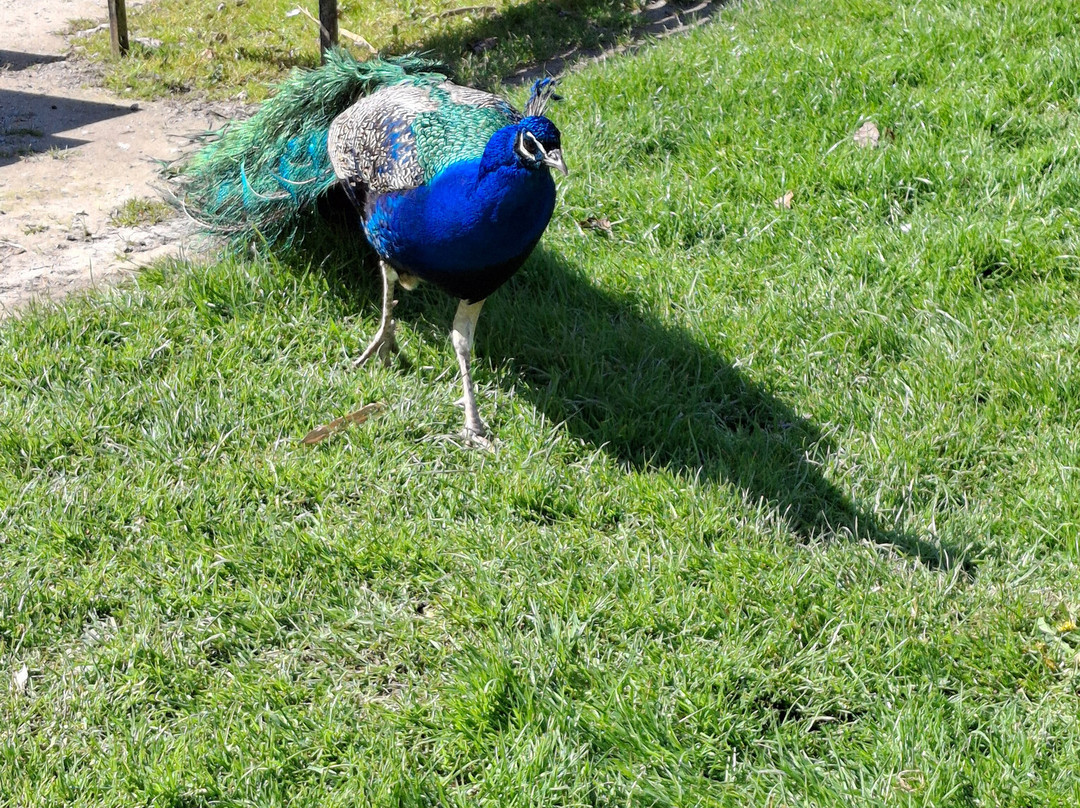 Manor Wildlife Park-St. Florence必去景点
