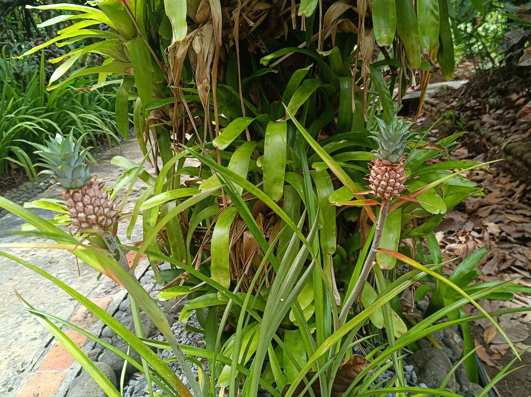 La Maison du Cacao-Pointe-Noire必去景点