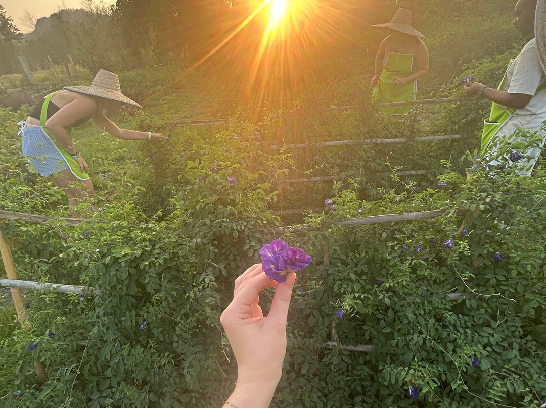 Smile Organic Farm Cooking School-清迈必去景点