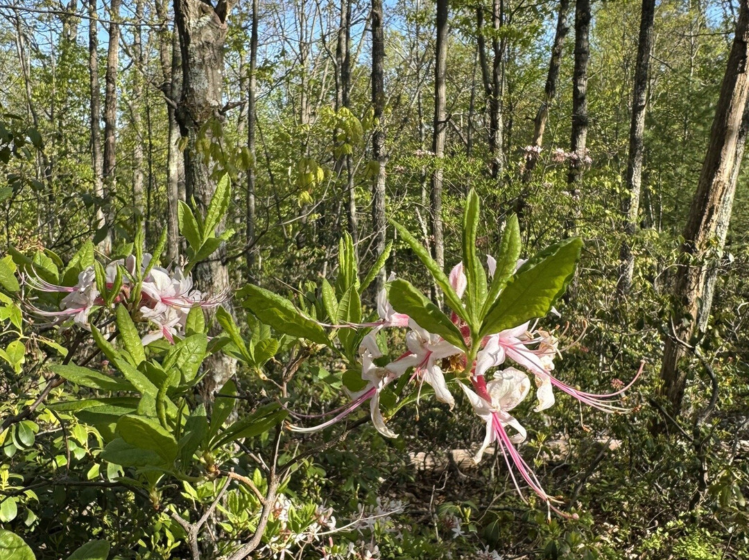 Shenandoah National Park-弗兰特罗亚尔必去景点