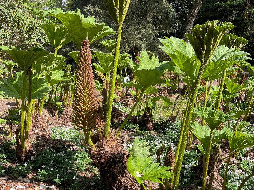 Inverewe Garden-Poolewe必去景点