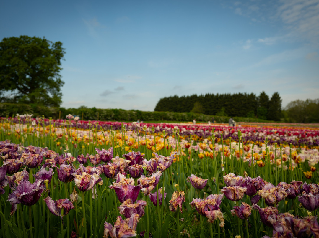 Tulleys Tulip Garden - Warwickshire-沃里克必去景点