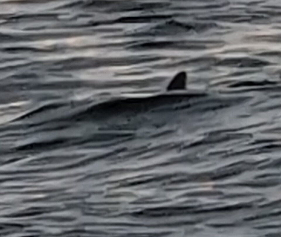 SeaMor Dolphin Watching Boat Trip-纽基必去景点