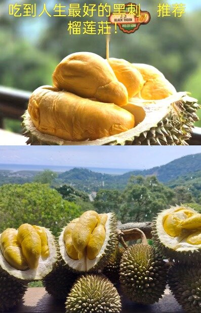 Durian Tree House-浮罗山背必去景点