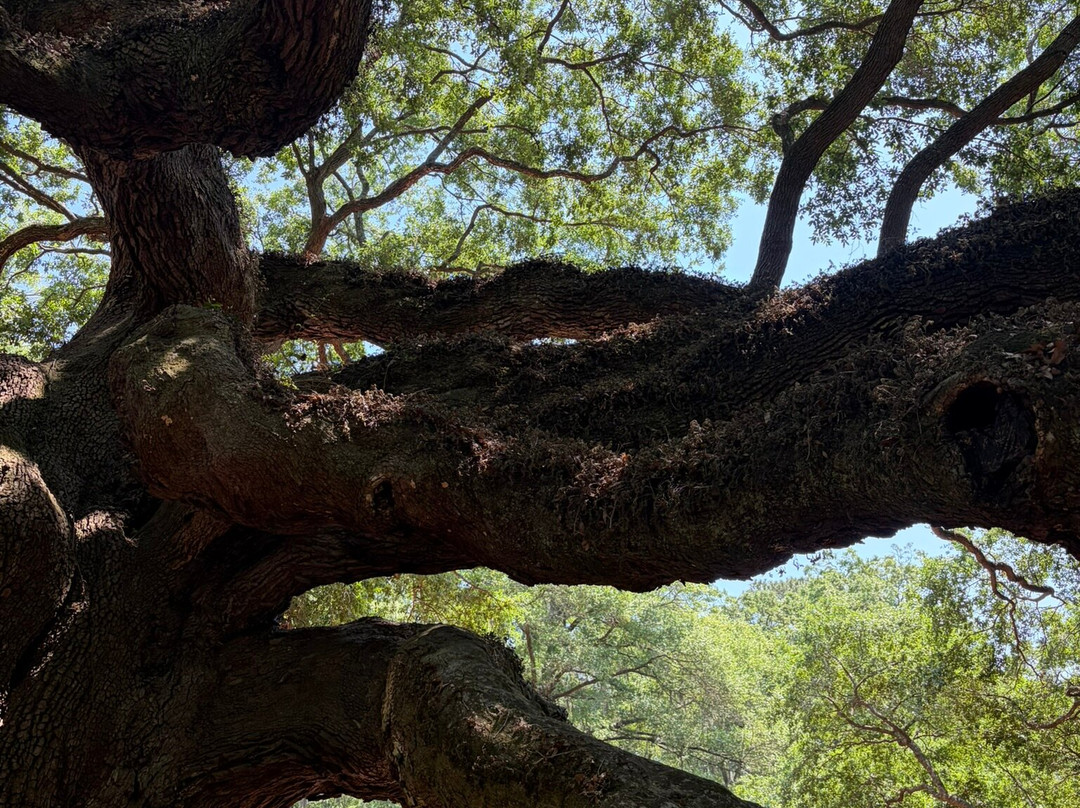 Angel Oak Tree-Johns Island必去景点