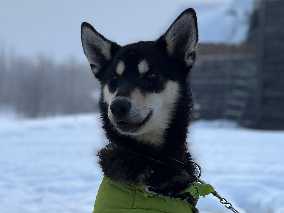 Petter Karlsson Sleddogs-Slussfors必去景点