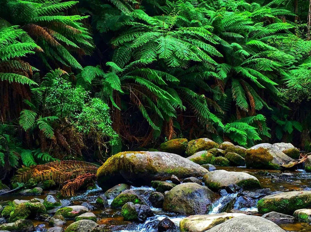 Toorongo Falls-Noojee必去景点