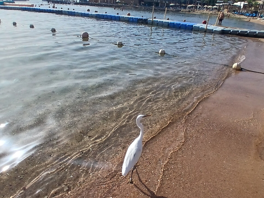 滨海沙姆酒店