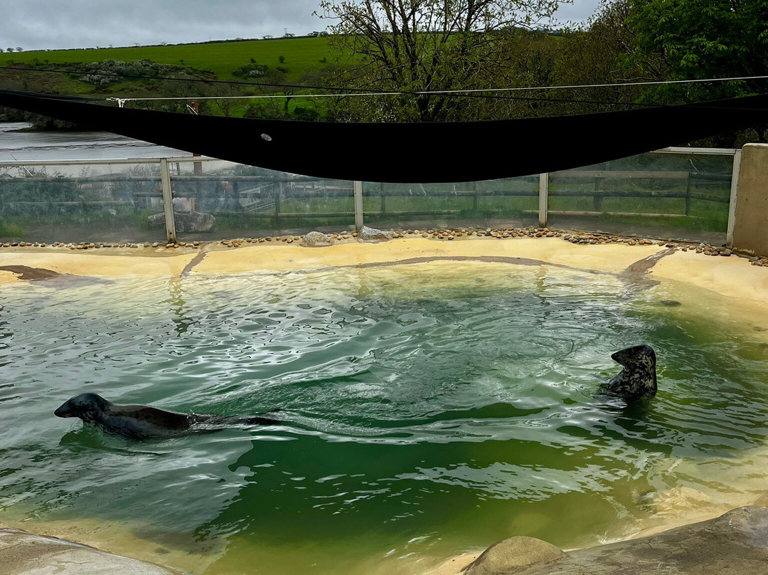 Cornish Seal Sanctuary-Gweek必去景点