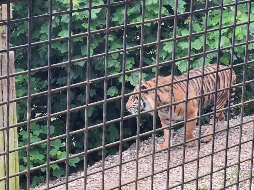 Welsh Mountain Zoo-科尔温湾必去景点