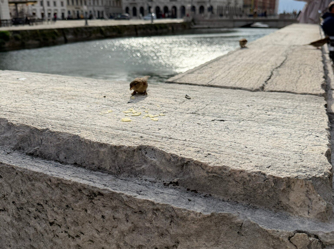 Canale Grande-的里雅斯特必去景点