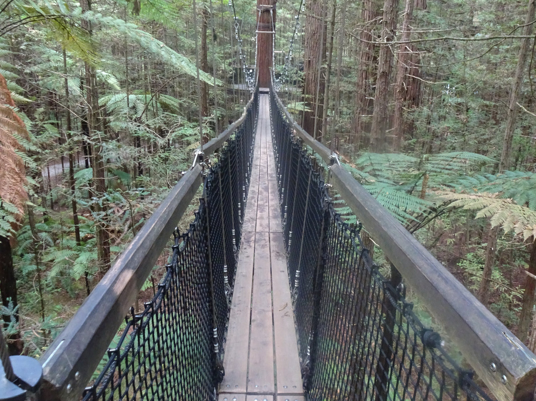 Redwoods Treewalk-罗托鲁瓦必去景点