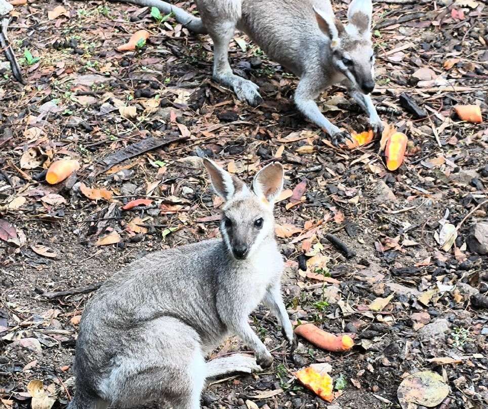 Horizons Kangaroo Sanctuary & Camp Ground-Agnes Water必去景点