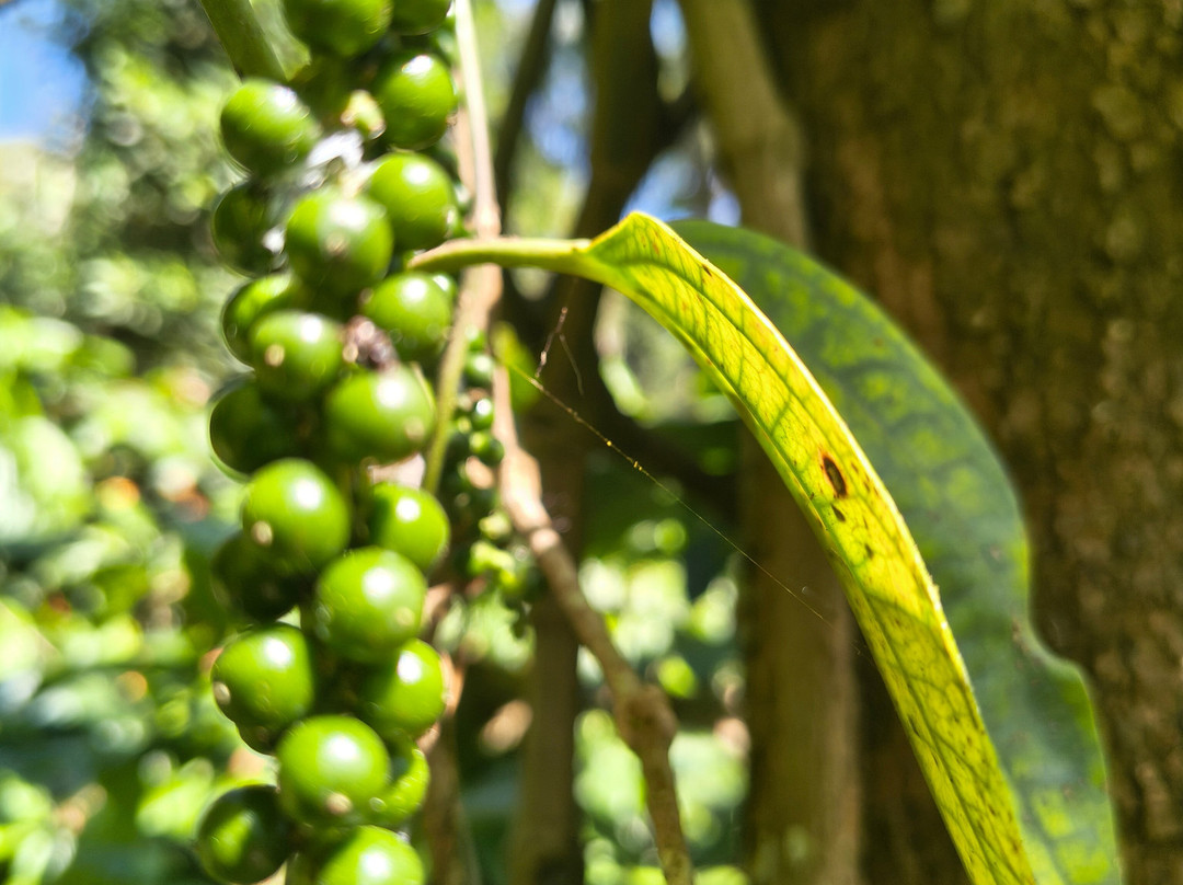 Greendale Coffee Experience-Suntikoppa必去景点