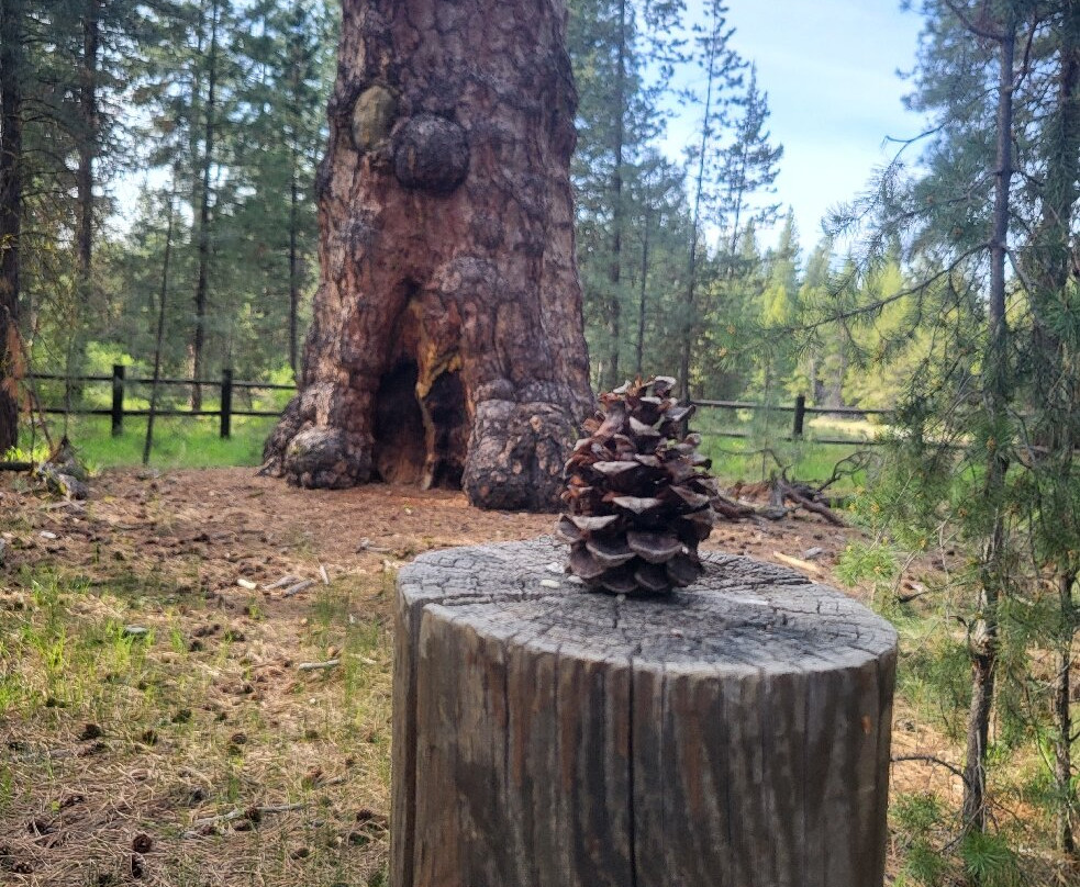 La Pine State Park-La Pine必去景点