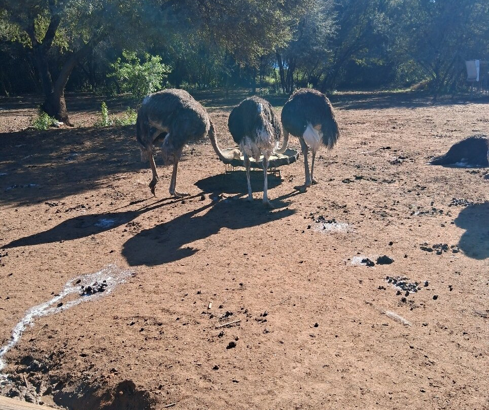 Safari Ostrich Farm-奥兹洪必去景点