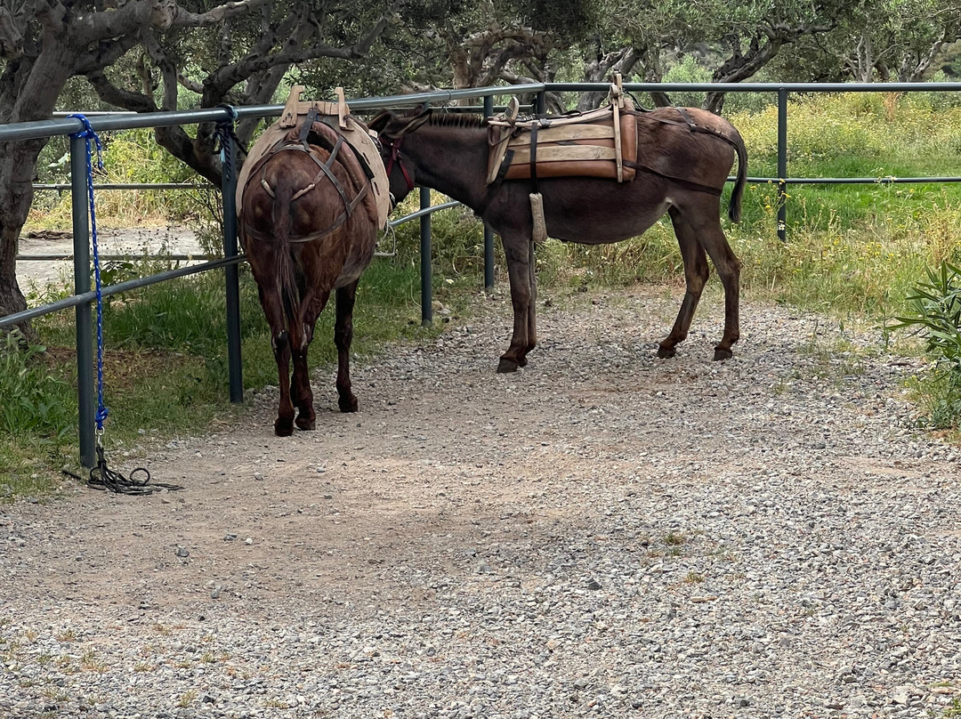 Plakias Horse Riding Center-Plakias必去景点