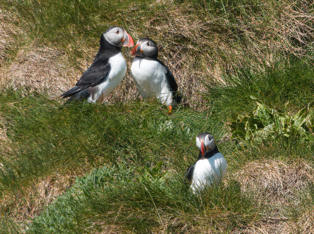 Puffin Safari-Bleik必去景点