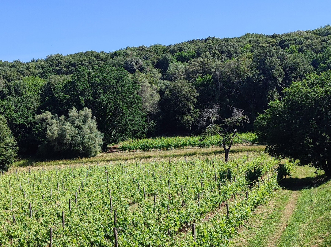 La Ghiandaia - Oasi WWF Bosco di San Silvestro-San Leucio必去景点