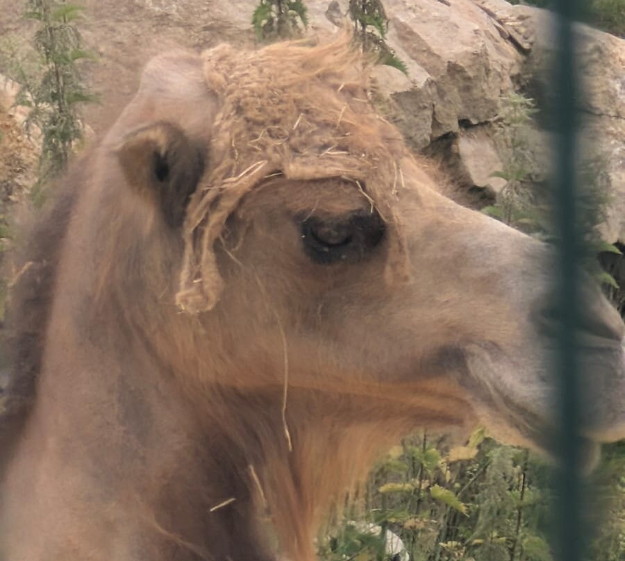 La Tanière - Zoo Refuge-Nogent-le-Phaye必去景点