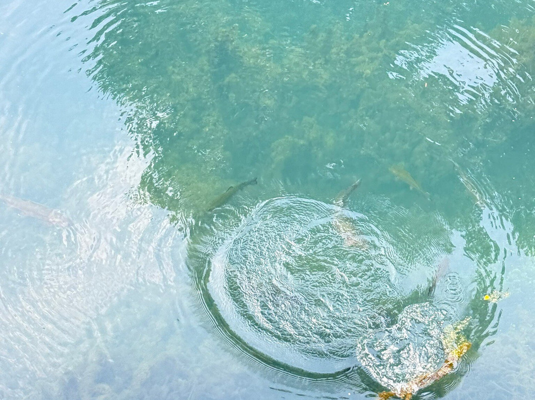 Blue Spring Heritage Center-尤里卡斯普林斯必去景点