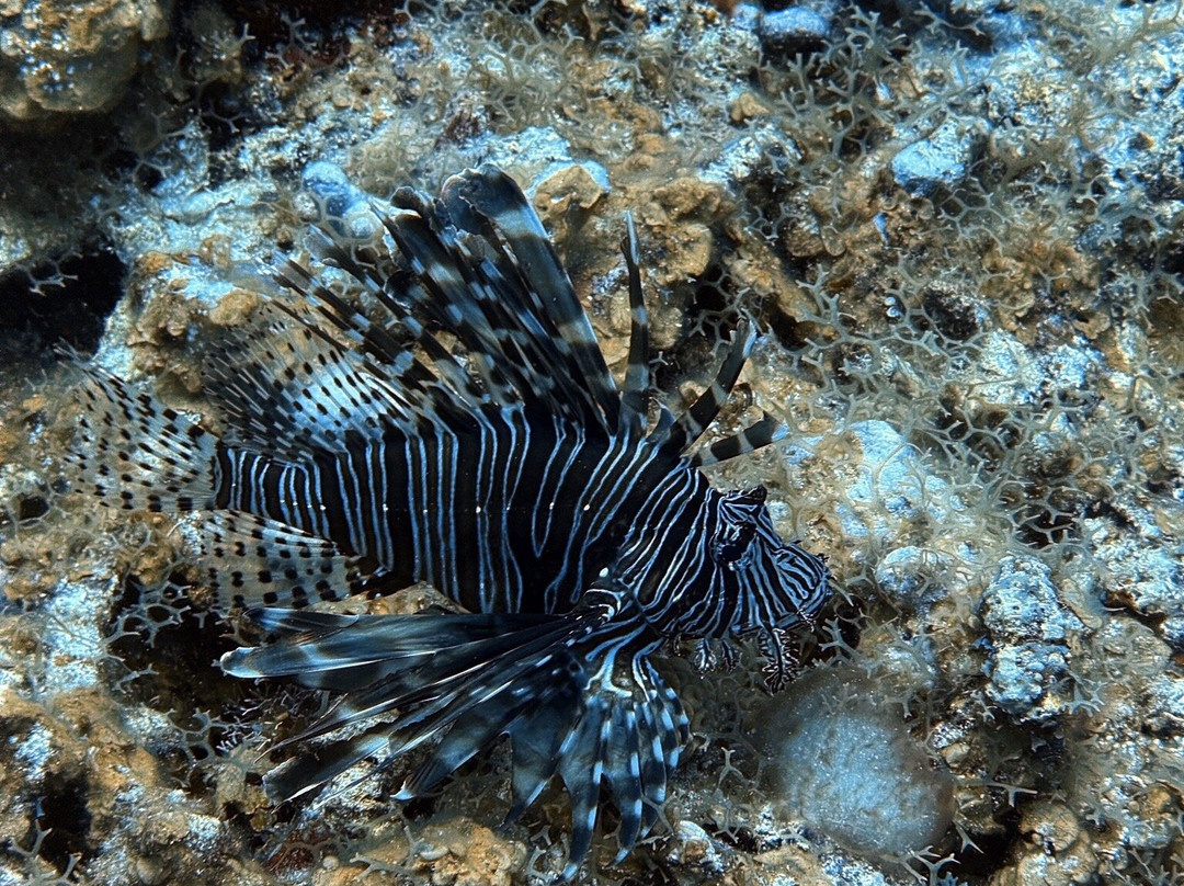 Living The Dream Divers-七哩滩必去景点
