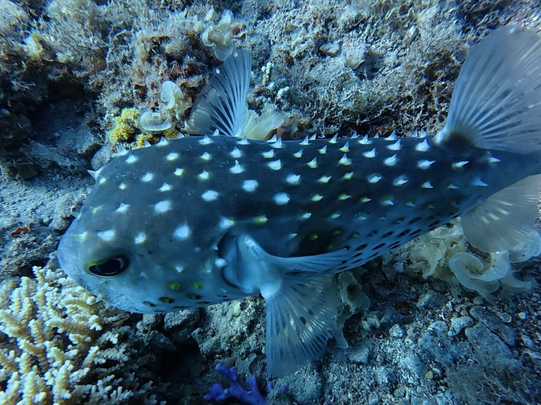 Fish & Friends Diving Centre-达哈卜必去景点