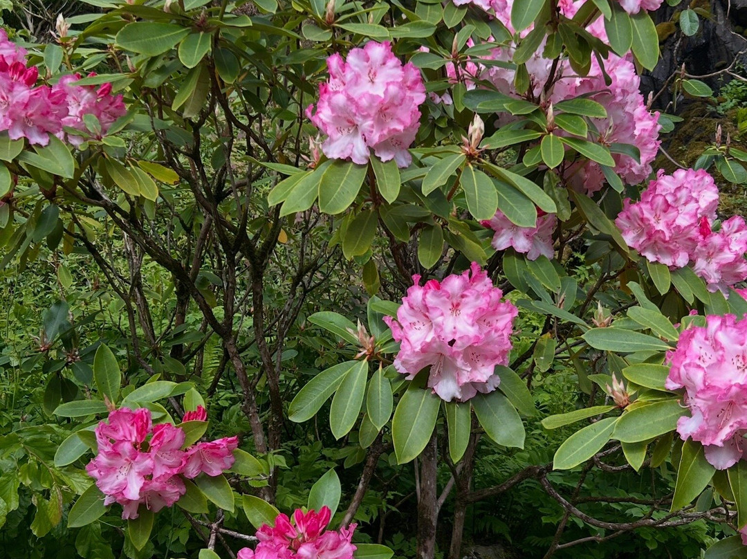 Dunvegan Castle & Gardens-Dunvegan必去景点