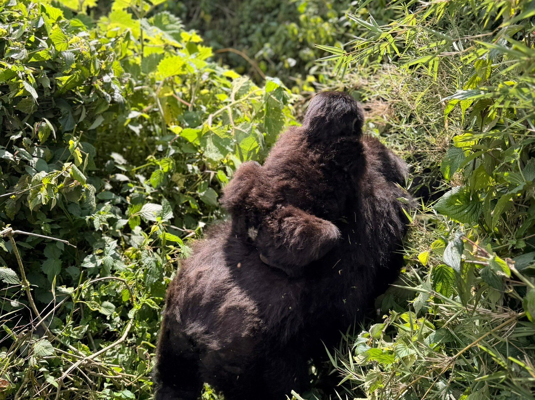 New Horizon Africa Safaris-吉佳利必去景点