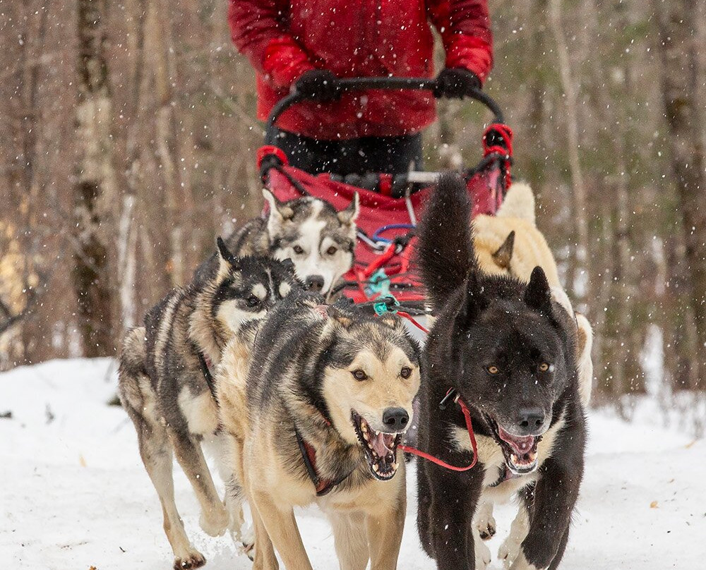 Nature's Kennel Sled Dog Adventures-McMillan必去景点