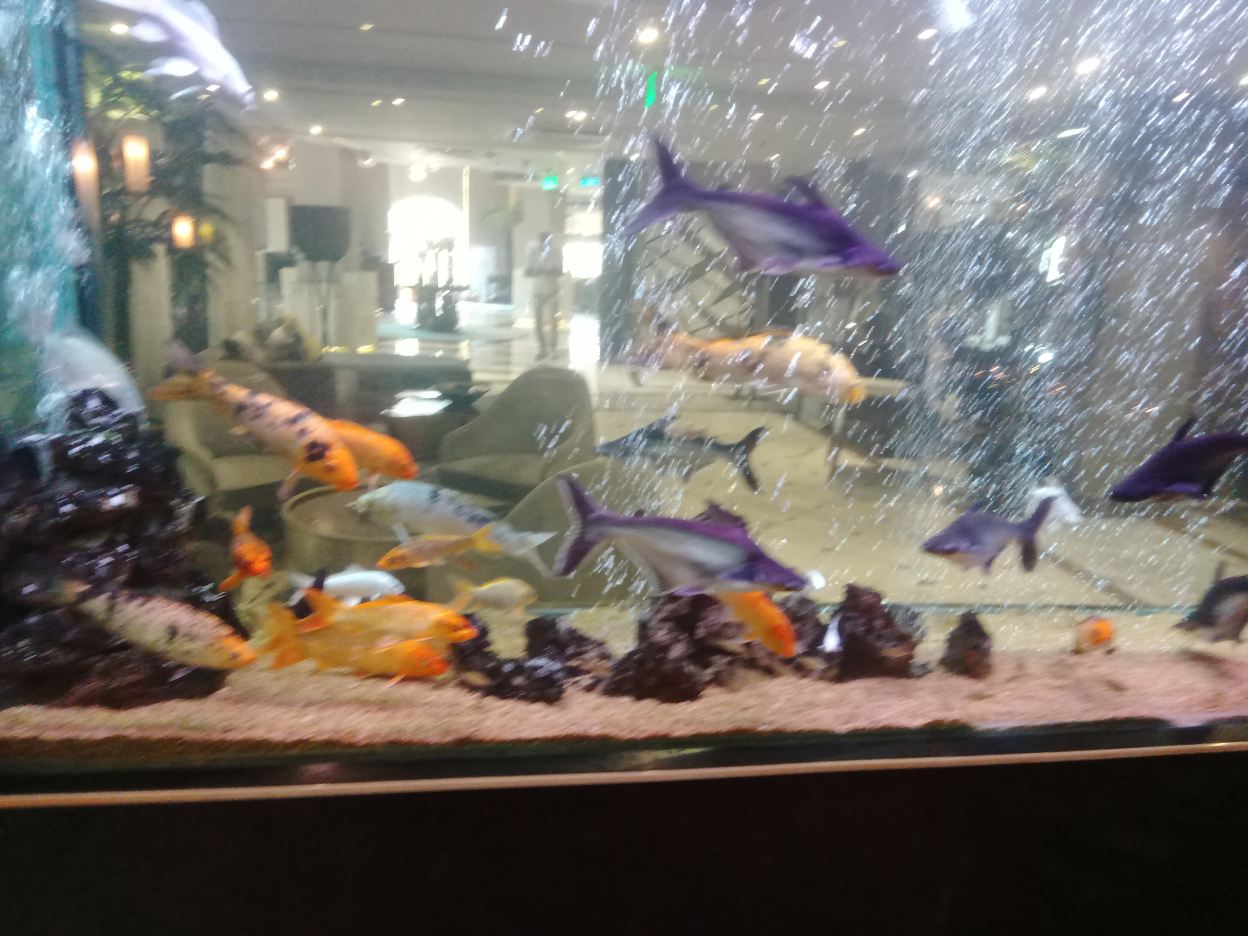 拉合尔福朋喜来登酒店-旅行者