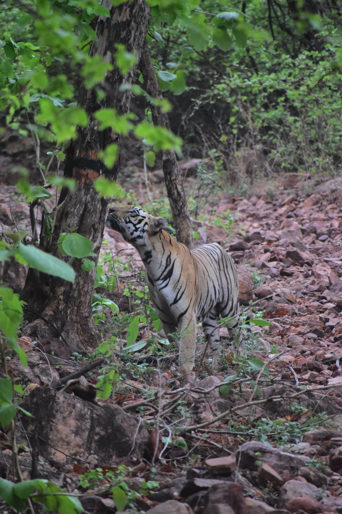 Tadoba Jungle Camp - Jungle Camps India-旅行者