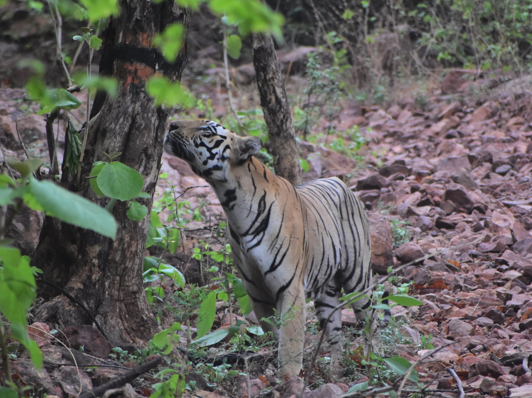 Tadoba Jungle Camp - Jungle Camps India主图
