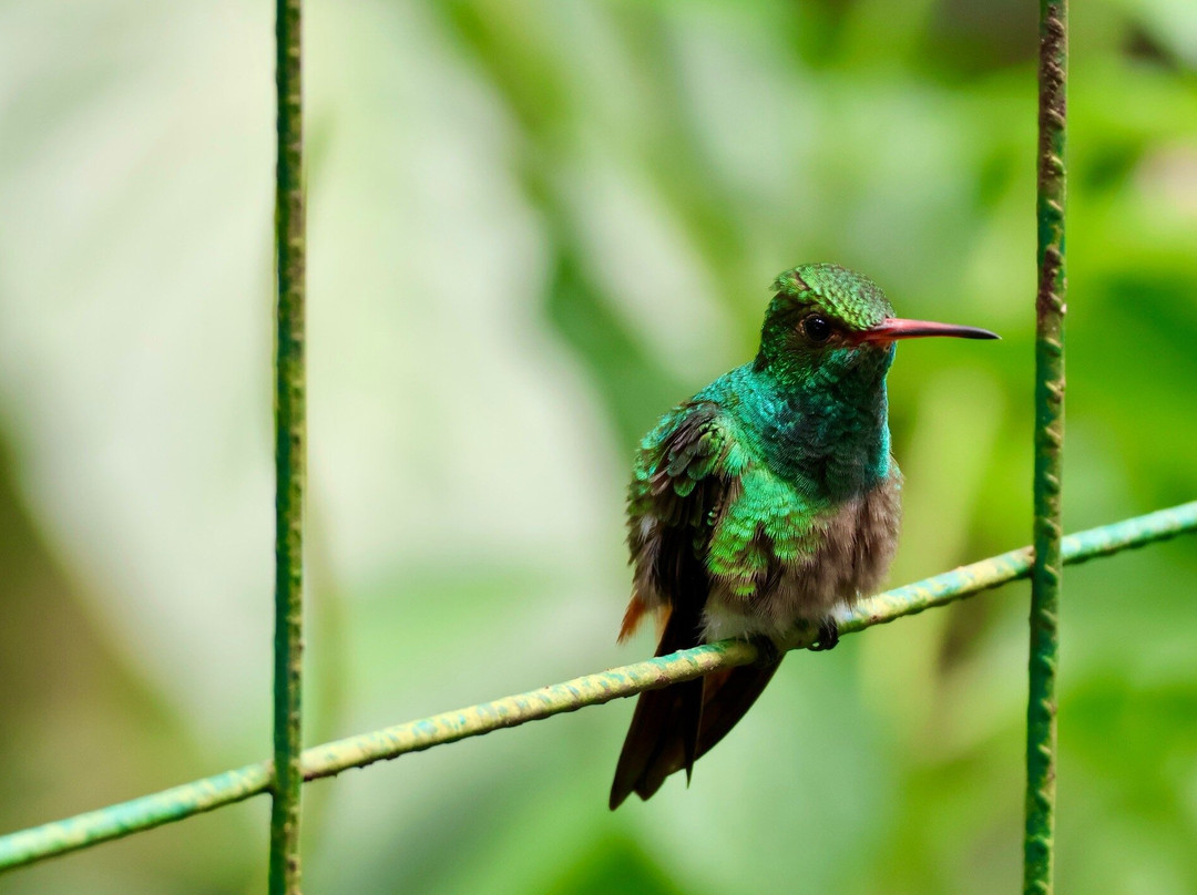 Bijagua Rainforest - Tours-Bijagua de Upala必去景点