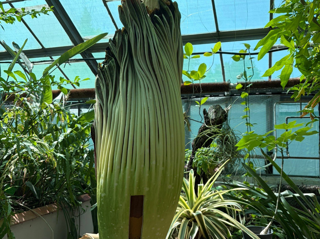 Botanical Garden of the University of Wrocław-弗罗茨瓦夫必去景点