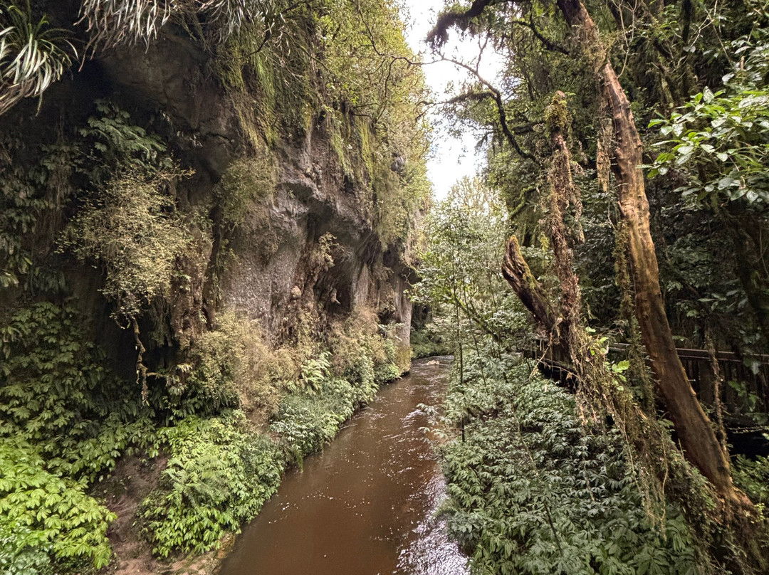 Mangapohue Natural Bridge Walk-怀托摩洞穴必去景点