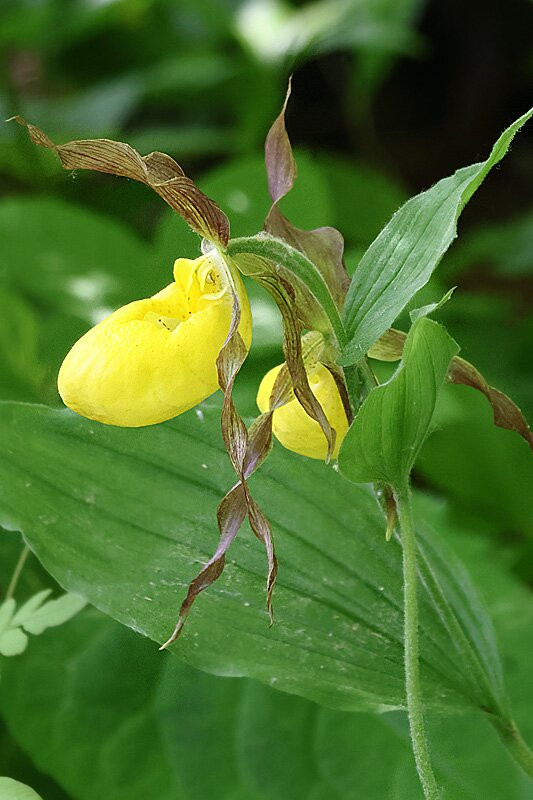 Wild Gardens of Acadia-阿卡迪亚国家公园必去景点