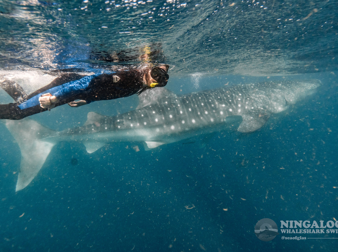Ningaloo Whaleshark Swim-埃克斯茅斯必去景点