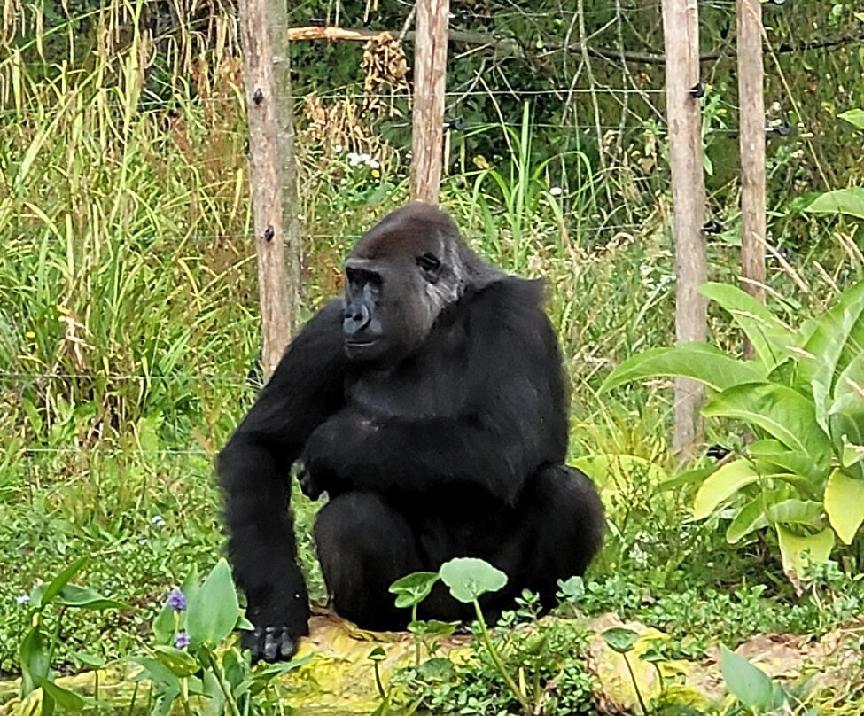 Bristol Zoo Project-Easter Compton必去景点
