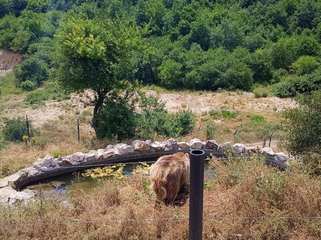 BEAR SANCTUARY Prishtina-普里什蒂纳必去景点