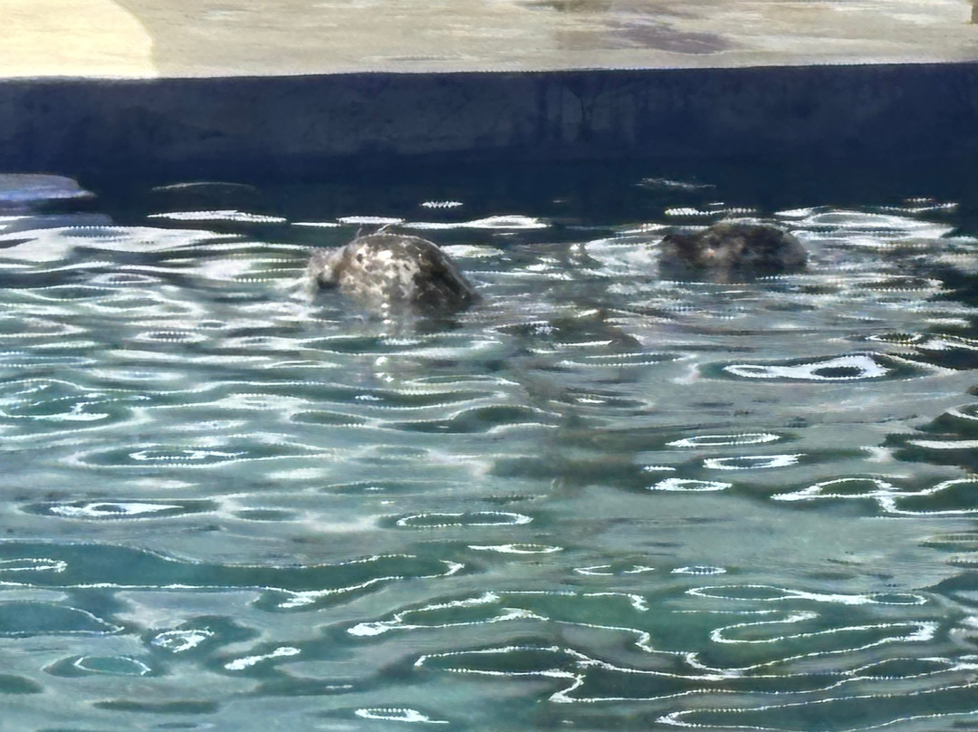 Cornish Seal Sanctuary-Gweek必去景点