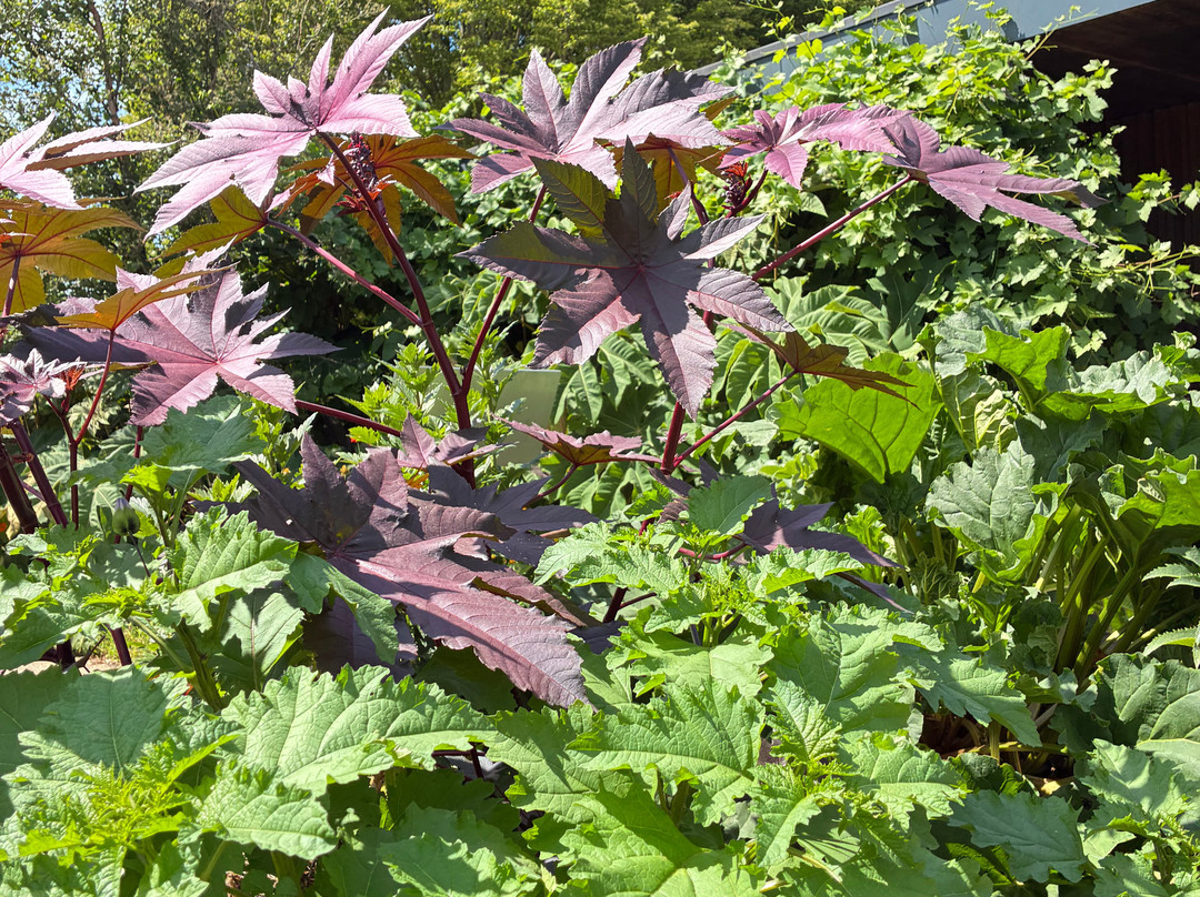 RHS Garden Hyde Hall-切姆斯福德必去景点