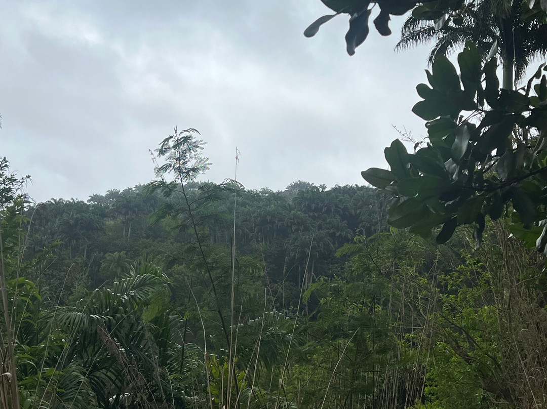 Coco Hill Forest-Melvin Hill必去景点