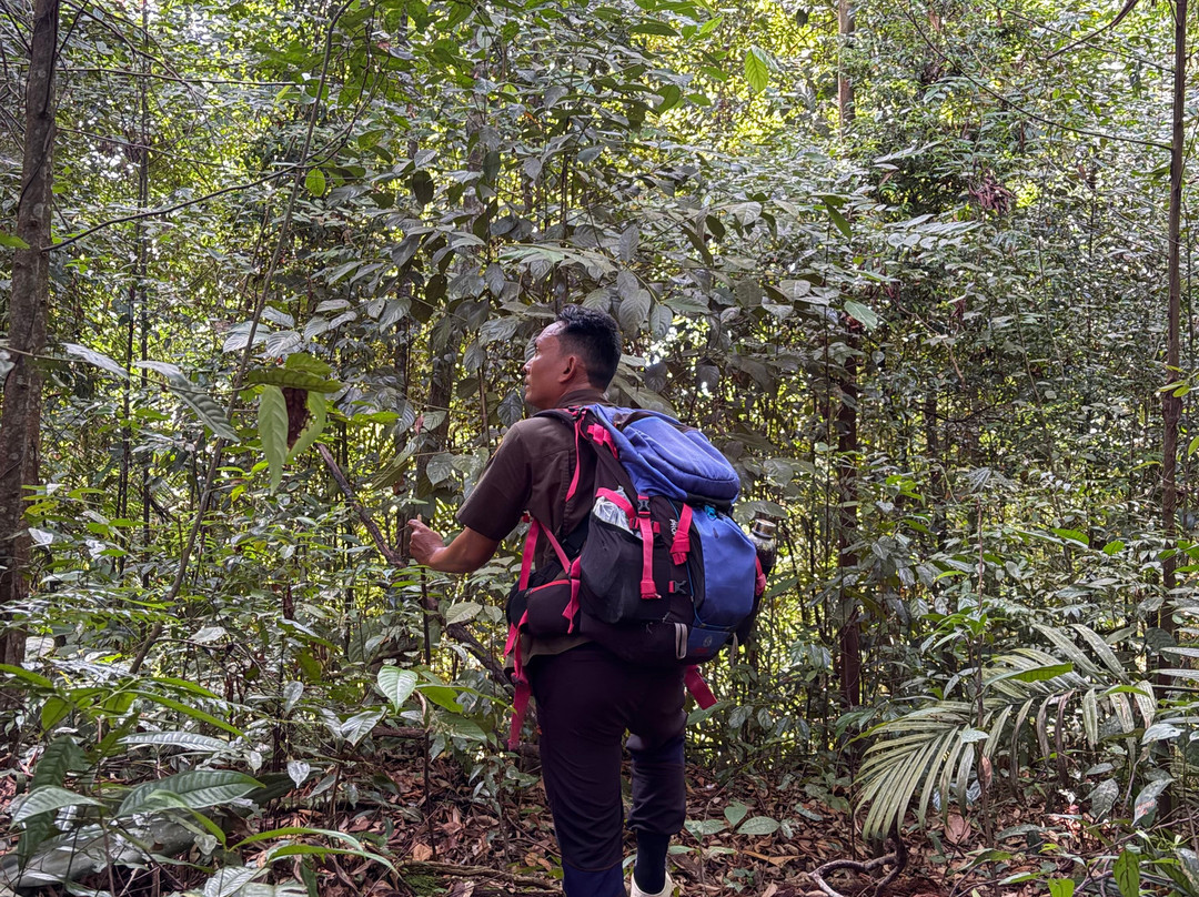Sumatra Orangutan Tours-武吉拉旺必去景点
