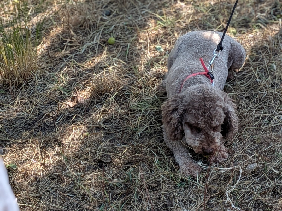 Truffle Hunting-卡兰巴卡必去景点
