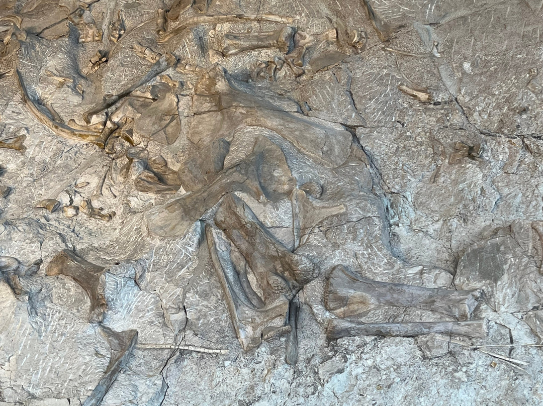 Dinosaur National Monument-Dinosaur必去景点