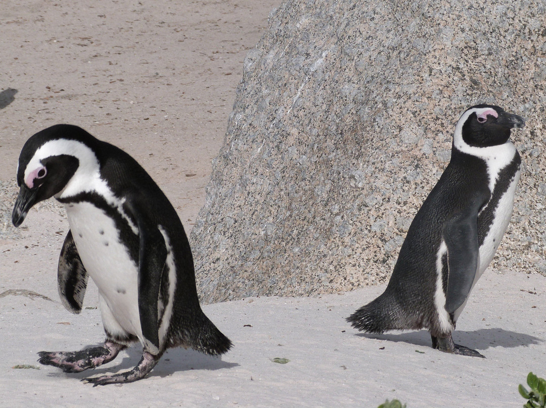 Boulders Beach Penguin Colony-西门镇必去景点
